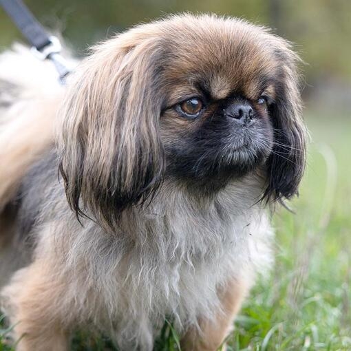 Grey pekingese sale